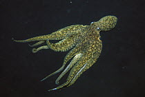 California Two-spot Octopus (Octopus bimaculoides) swimming underwater, California