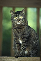 Domestic Cat (Felis catus), Atlanta, Georgia