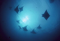 Mobula Ray (Mobula sp) school gathered around seamount, Cocos Island, Pacific Ocean