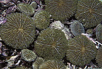 Mushroom Coral (Fungiidae) growing together in shallow water, Indonesia