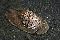 Tun Shell (Tonnidae) comes out from sand at night to feed, Sulawesi, Indonesia