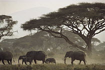 African Elephant (Loxodonta africana) mothers and calves, Kenya