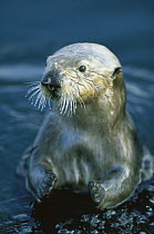 Sea Otter (Enhydra lutris) female, California
