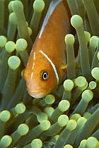 Anemonefish, gain protection and food among stinging tentacles of host Magnificant Sea Anemone (Heteractis magnifica), Palau