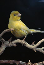 Island Canary (Serinus canaria) adult perching, native to the Canary Islands
