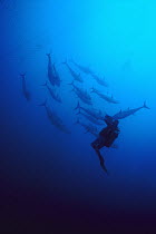 Atlantic Bluefin Tuna (Thunnus thynnus) diver filming a school that has swum into the fishing nets of a 1,200 year-old fishery in Sardinia, Italy