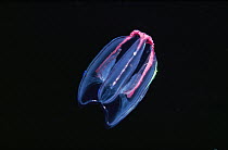 Comb Jelly (Mertensia ovum) with tentacles withdrawn to lick clean, Arctic