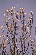 Sulphur-crested Cockatoo (Cacatua galerita) flock roosting in Gum tree (Eucalyptus sp), Australia