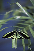 Common Green Birdwing (Ornithoptera priamus) butterfly male on leaf in rainforest, Queensland, Australia