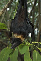 Flying Fox (Pteropus sp) a fruit-eater that hangs upside-down from the trees during day, Queensland, Australia