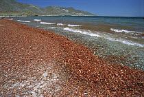 Pelagic Red Crab (Pleuroncodes planipes) group washed ashore by storms, Magdalena Bay, Baja California, Mexico