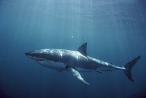 Great White Shark (Carcharodon carcharias) swimming underwater, Australia
