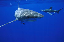 Oceanic White-tip Shark (Carcharhinus longimanus) pair with symbiotic Pilot Fish (Naucrates ductor), Hawaii