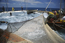 Atlantic Bluefin Tuna (Thunnus thynnus) in net as it is raised by fishermen with the leader or Rais of the Matanzas issuing directions, Mediterranean Sea, Sardinia, Italy