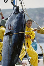 Atlantic Bluefin Tuna (Thunnus thynnus) are harvested as they are drawn together in a net, Mediterranean Sea, Sardinia, Italy