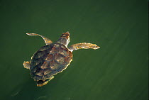 Loggerhead Sea Turtle (Caretta caretta) two to three year-old juvenile swimming at surface, Florida