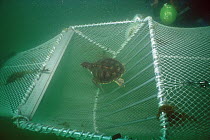 Green Sea Turtle (Chelonia mydas) in Turtle Exclusion Device (Ted) metal grate allows it to escape shrimp trawl, Florida