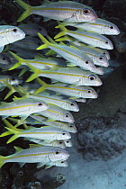 Yellow Goatfish (Mulloidichthys martinicus) school swimming underwater, barbells under chin are used to dig for food, Bonaire