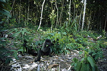 Humboldt's Woolly Monkey (Lagothrix lagotricha), Amazon rainforest, Brazil