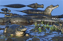 Jacare Caiman (Caiman yacare) group in wetland, Pantanal, Brazil