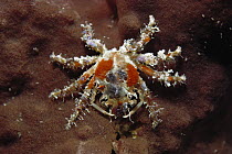 Spider Crab (Schizophrys dama) covers itself with sponges and hydroids to camouflage itself, Borneo