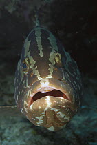 Nassau Grouper (Epinephelus striatus) portrait underwater, Hol Chan Marine Reserve, Belize