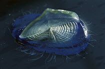 By-the-wind Sailor (Velella velella) siphonophore allows the jellyfish to float and the sail catches the wind, California
