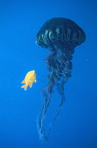 Garibaldi (Hypsypops rubicundus) and other fish feed on tentacles of pelagic Jellyfish, California