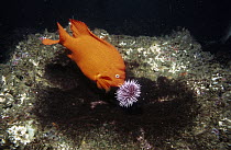 Garibaldi (Hypsypops rubicundus) males defend algal nests and remove algae grazers such as Purple Sea Urchins, California