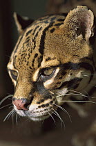 Margay (Leopardus wiedii) close-up portrait of face, small cat of the tropical rainforest, Costa Rica