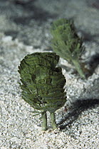 Pine Cone Algae (Rhipocephalus sp) tiny clumps of algae growing in well-lit sandy ocean floor, Roatan Island, Honduras