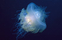 Jellyfish (Cephea cephea) underwater portrait, Fiji