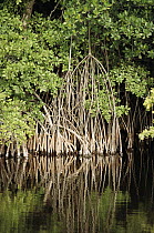 Mangrove (Avicennia sp) swamp, Florida