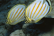 Ornate Butterflyfish (Chaetodon ornatissimus) two swimming underwater, Hawaii