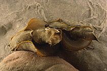 California Aglaja (Navanax inermis) sea slugs mating, southern California
