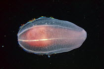 Ctenophore (Beroe cucumis) a Comb Jelly, Arctic Ocean