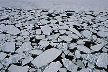 Ice floes that have broken off sea ice edge in late summer, McMurdo Sound, Antarctica