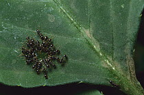 Ant (Formicidae) group drinking nectar from plant, for which in turn they provide protection to the plant, Panama
