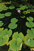 Lily pads and flower, Tahiti