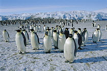 Emperor Penguin (Aptenodytes forsteri) colony, Cape Crozier, Antarctica