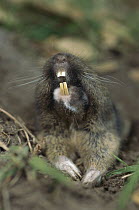 Eastern Pocket Gopher (Geomys sp) showing teeth which are used to excavate burrows, North America