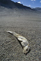 Crabeater Seal (Lobodon carcinophagus) carcass mummified in McMurdo Dry Valleys, Antarctica