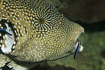 Blue-streaked Cleaner Wrasse (Labroides dimidiatus) cleaning Guineafowl Pufferfish (Arothron meleagris), Raja Ampat Islands, Indonesia