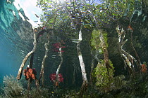 Mangrove (Rhizophoraceae) roots and trees, viewed from underwater, are nursery grounds for many fish, Raja Ampat Islands, Indonesia