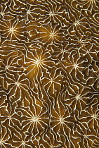 Close up of coral polyps, Raja Ampat Islands, Indonesia