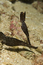 Blue-finned Ghost Pipefish (Solenostomus cyanopterus) pair mimicking pieces of eel grass or seaweed, Raja Ampat Islands, Indonesia