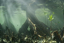 Mangrove (Rhizophoraceae) forest, roots clear water by filtering out sediments, Raja Ampat Islands, Indonesia