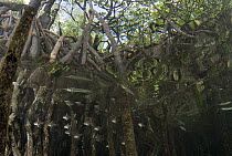 Halfbeak (Hyporhamphus sp) school in Mangrove (Rhizophoraceae) forest, Raja Ampat Islands, Indonesia