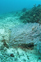 Native fishing net has been swept over a coral reef, completely destroying the fragile habitat, Raja Ampat Islands, Indonesia