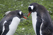 Gentoo Penguin (Pygoscelis papua) pair, Cuverville Island, Antarctica Peninsula, Antarctica